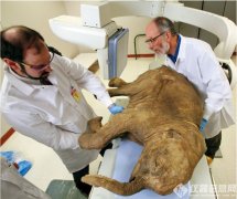 猛犸象將再生？俄羅斯建立滅絕動(dòng)物克隆實(shí)驗(yàn)室